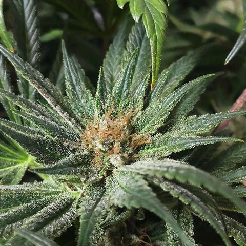 Durban Poison growlog timeline photo