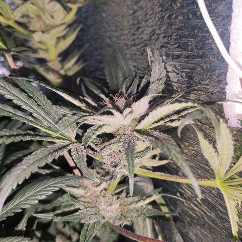 Durban Poison growlog timeline photo