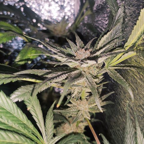 Durban Poison growlog timeline photo