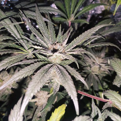 Durban Poison growlog timeline photo