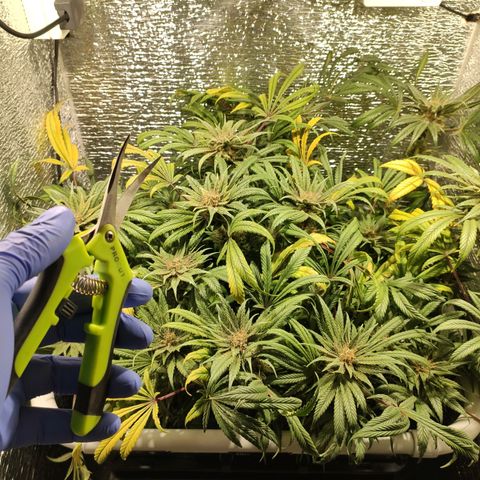 Durban Poison growlog timeline photo