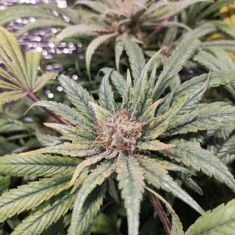 Durban Poison growlog timeline photo