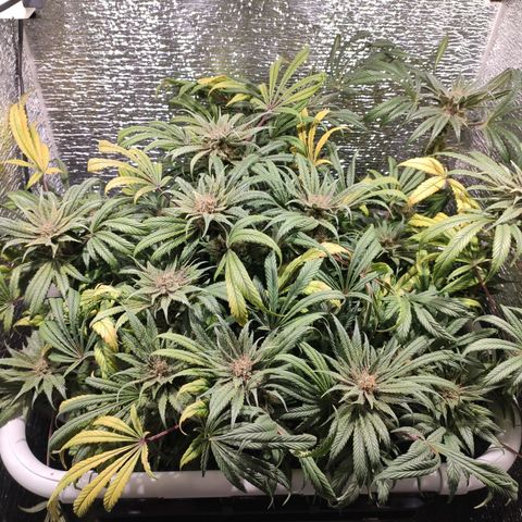 Durban Poison growlog timeline photo
