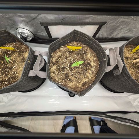 GG #4 growlog timeline photo