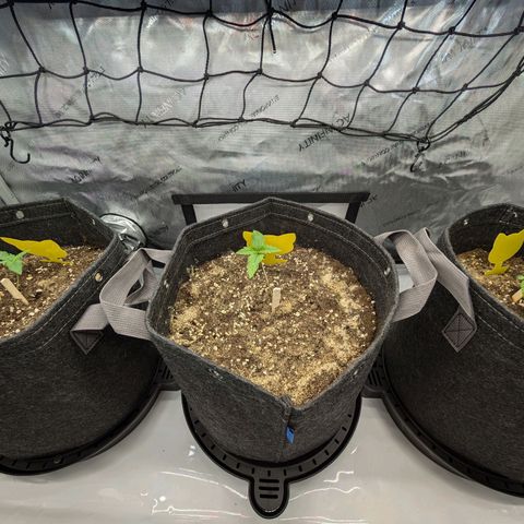 GG #4 growlog timeline photo