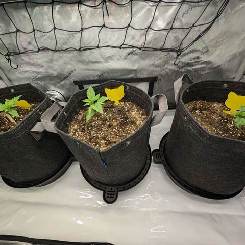 GG #4 growlog timeline photo