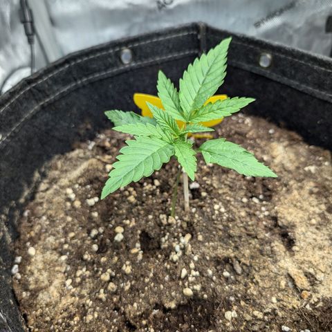 GG #4 growlog photo: Links