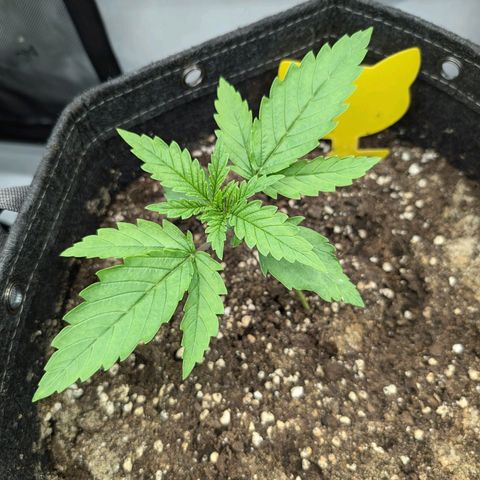 GG #4 growlog photo: Mitte