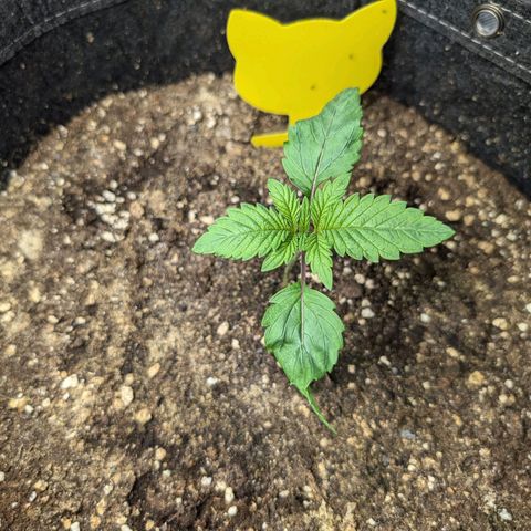 GG #4 growlog photo: Rechts