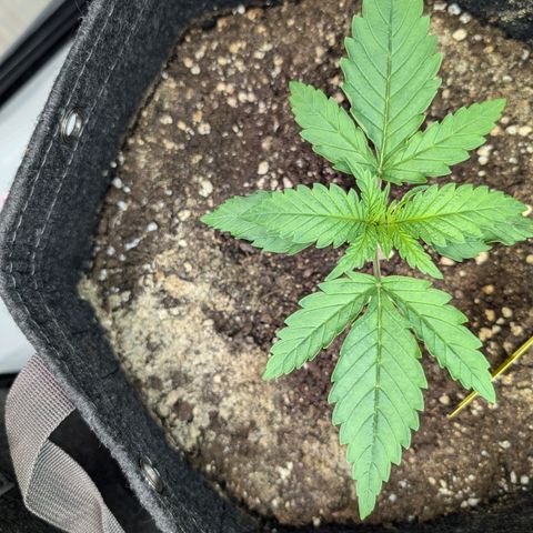 GG #4 growlog photo: Links