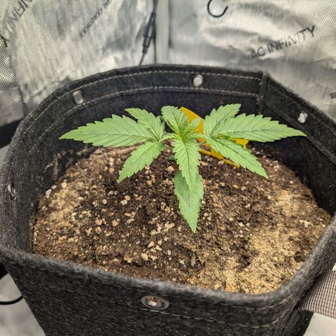 GG #4 growlog photo: Links