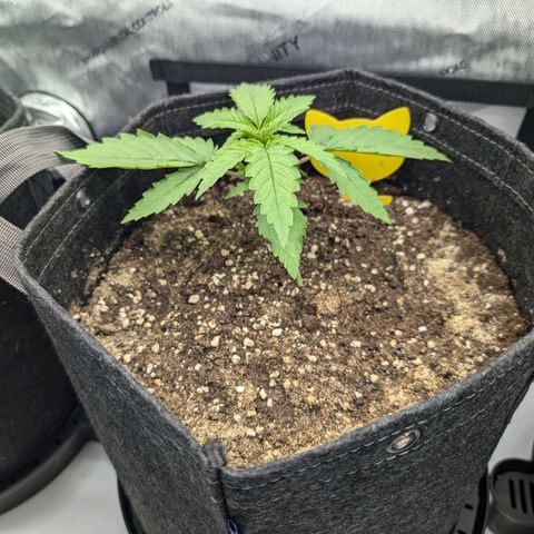 GG #4 growlog photo: Mitte