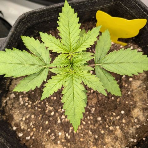 GG #4 growlog photo: Mitte