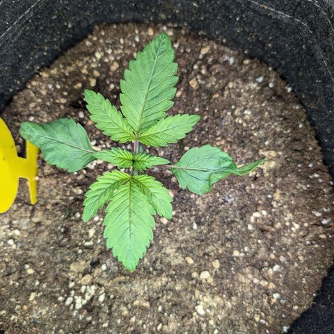 GG #4 growlog photo: Rechts