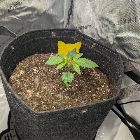 GG #4 growlog photo: Rechts