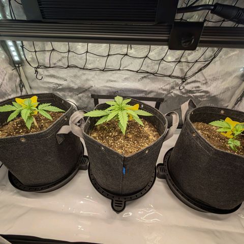 GG #4 growlog timeline photo