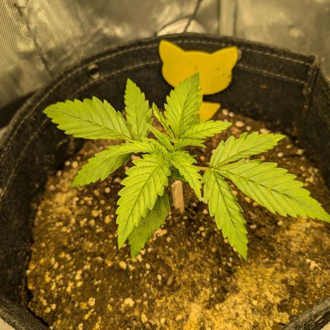 GG #4 growlog photo: Links