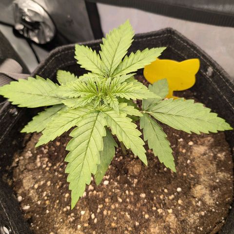 GG #4 growlog photo: Mitte 