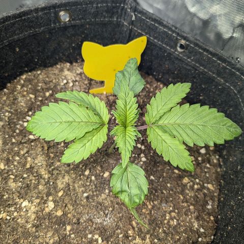 GG #4 growlog photo: Rechts 