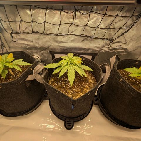 GG #4 growlog timeline photo