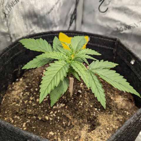 GG #4 growlog photo: Links 