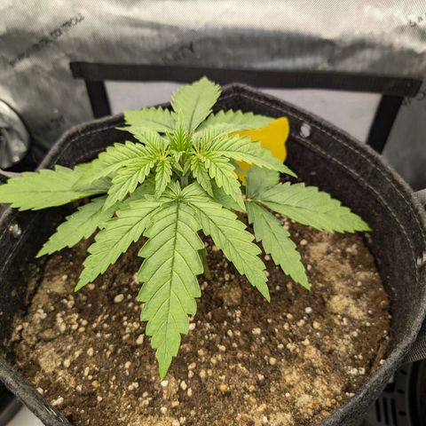 GG #4 growlog photo: Mitte