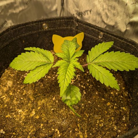 GG #4 growlog photo: Rechts 