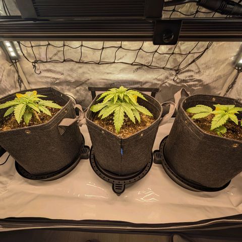 GG #4 growlog timeline photo