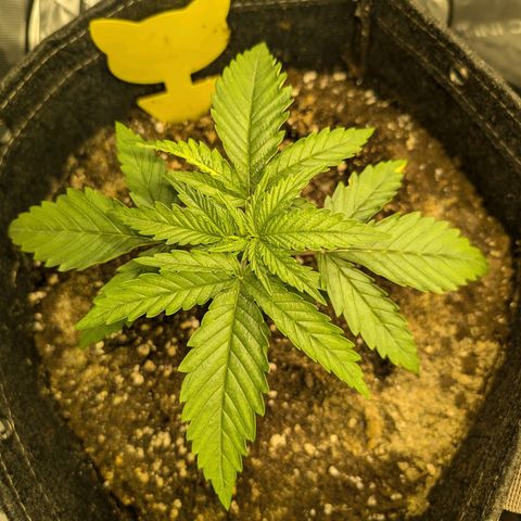 GG #4 growlog photo: Links