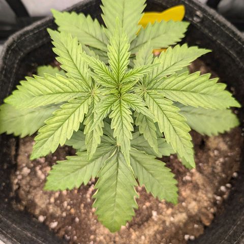 GG #4 growlog photo: Mitte