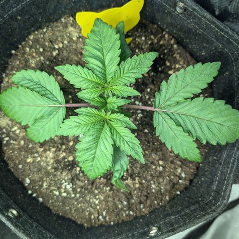 GG #4 growlog photo: Rechts 