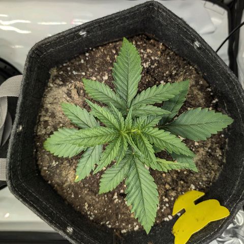 GG #4 growlog photo: Links