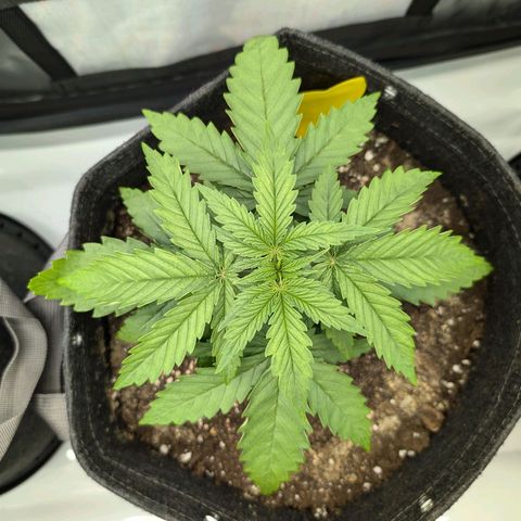 GG #4 growlog photo: Mitte