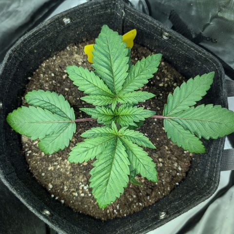 GG #4 growlog photo: Rechts