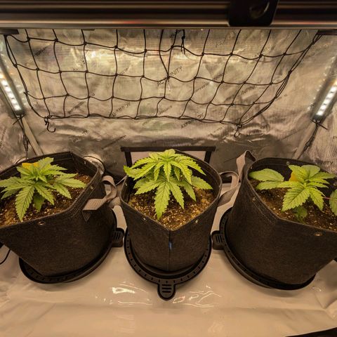 GG #4 growlog timeline photo