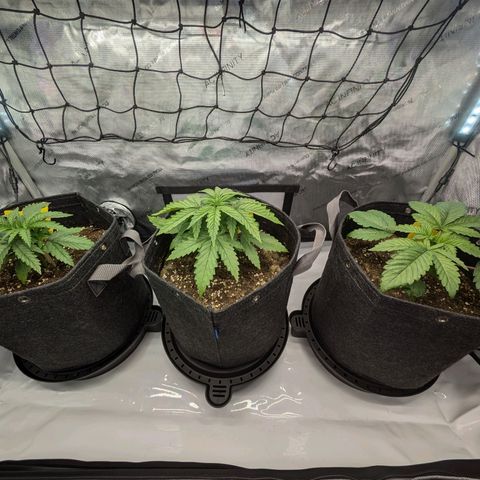 GG #4 growlog timeline photo