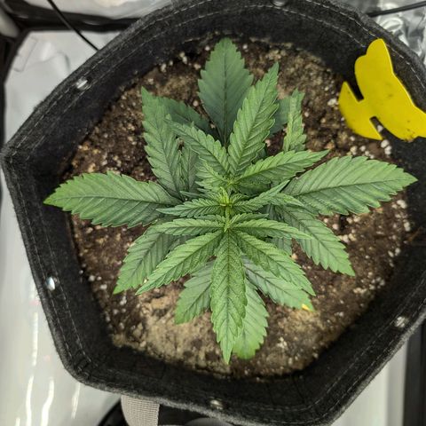 GG #4 growlog photo: Links