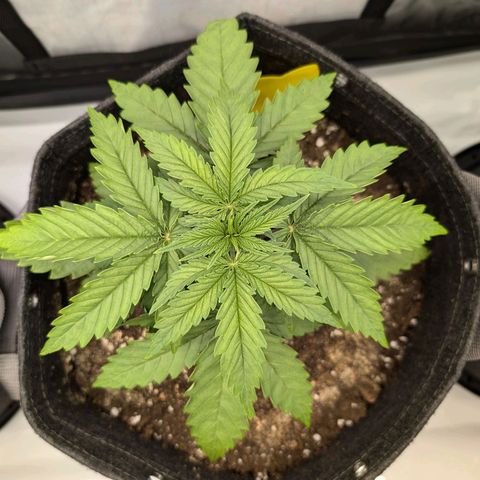 GG #4 growlog photo: Mitte