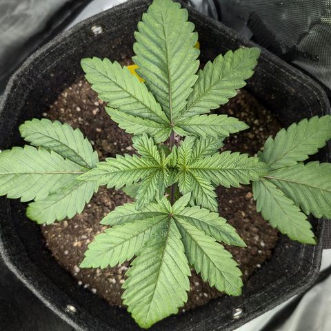 GG #4 growlog photo: Rechts