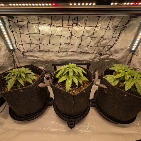 GG #4 growlog timeline photo