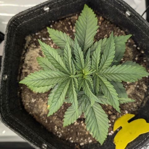 GG #4 growlog photo: Links 