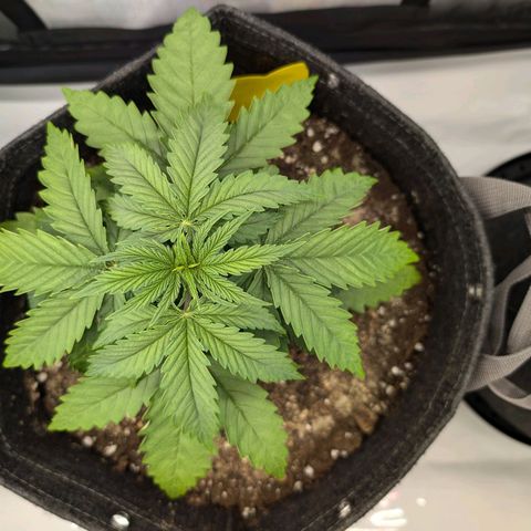 GG #4 growlog photo: Mitte