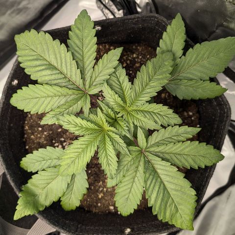 GG #4 growlog photo: Rechts