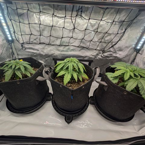 GG #4 growlog timeline photo
