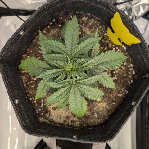 GG #4 growlog photo: Links