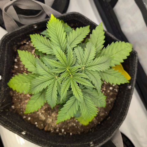 GG #4 growlog photo: Mitte 