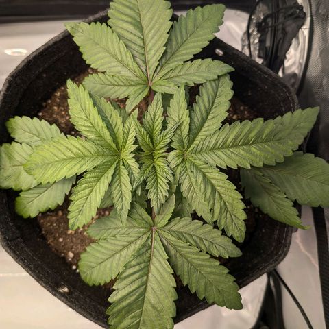 GG #4 growlog photo: Rechts