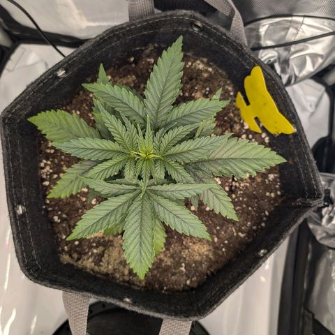 GG #4 growlog photo: Links