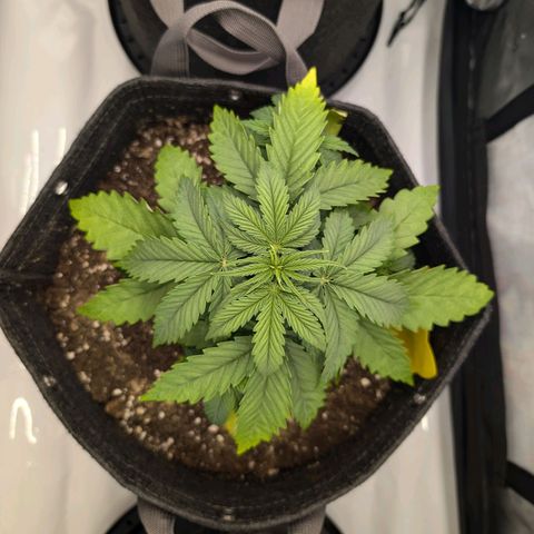 GG #4 growlog photo: Mitte