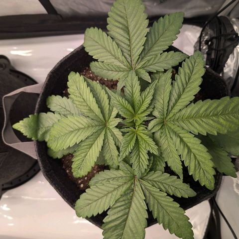 GG #4 growlog photo: Rechts